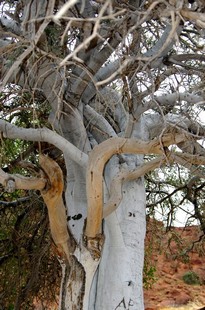549 Namibia Okt 2006 Elefantenbaum.JPG
